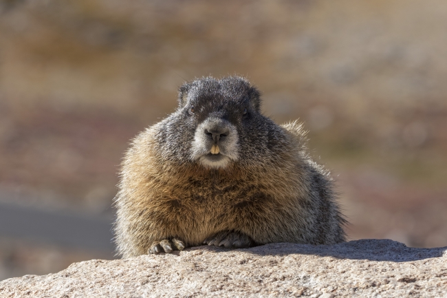 Marmot Acquires Technical Equipment for Activities It Already Does for Free