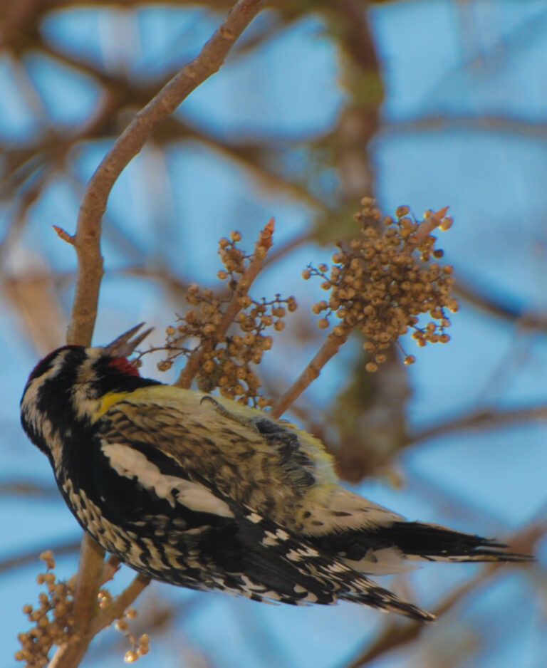 11 American Animals With Completely Unnecessary Names